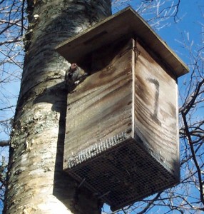 Flying squirrels 012crop